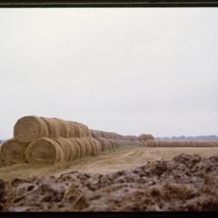 Haystacks, Angus countryside