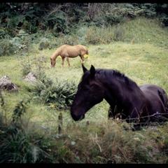 Horses in field above Aberfeldy, Perthshire