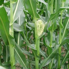 Corn plant with female inflorescence