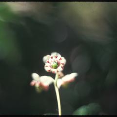 Close up view of Pipsissewa in bloom