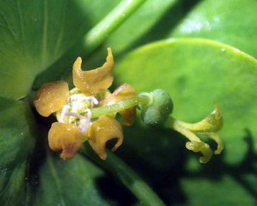 Older cyathia of Euphorbia esula