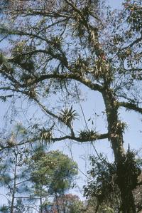 Oak-pine cloud forest with bromeliads, east of Corralitos