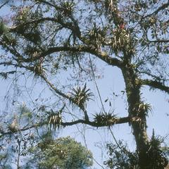 Oak-pine cloud forest with bromeliads, east of Corralitos