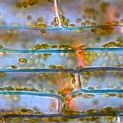 Cytoplasmic streaming in Elodea leaf cells