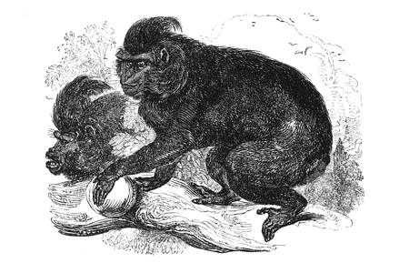 The Black Ape, Macacus niger