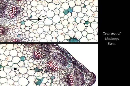 Cross section of Medicago stem - composite of images