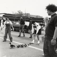 People escort ducks
