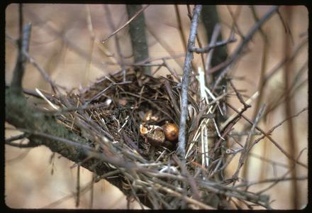 Catbird nest with acorns; a deermouse has used it in winter