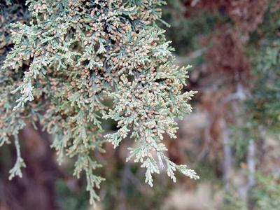 Juniper with male cones seen in the early spring