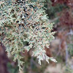 Juniper with male cones seen in the early spring