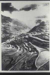 Rice terraces, Ifugao, early 1900s