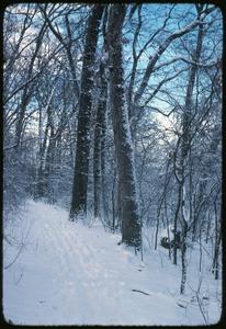 Large white oak and red oak in the winter, Wingra Woods, University of Wisconsin Arboretum