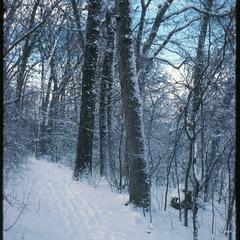 Large white oak and red oak in the winter, Wingra Woods, University of Wisconsin Arboretum
