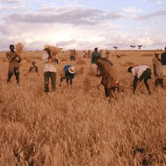 Cooperative Harvesting of Wheat