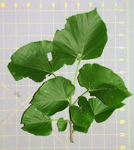 Leafy bough of Tilia americana