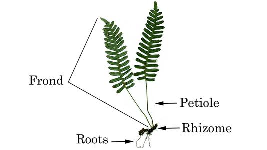 Labeled fern sporophyte