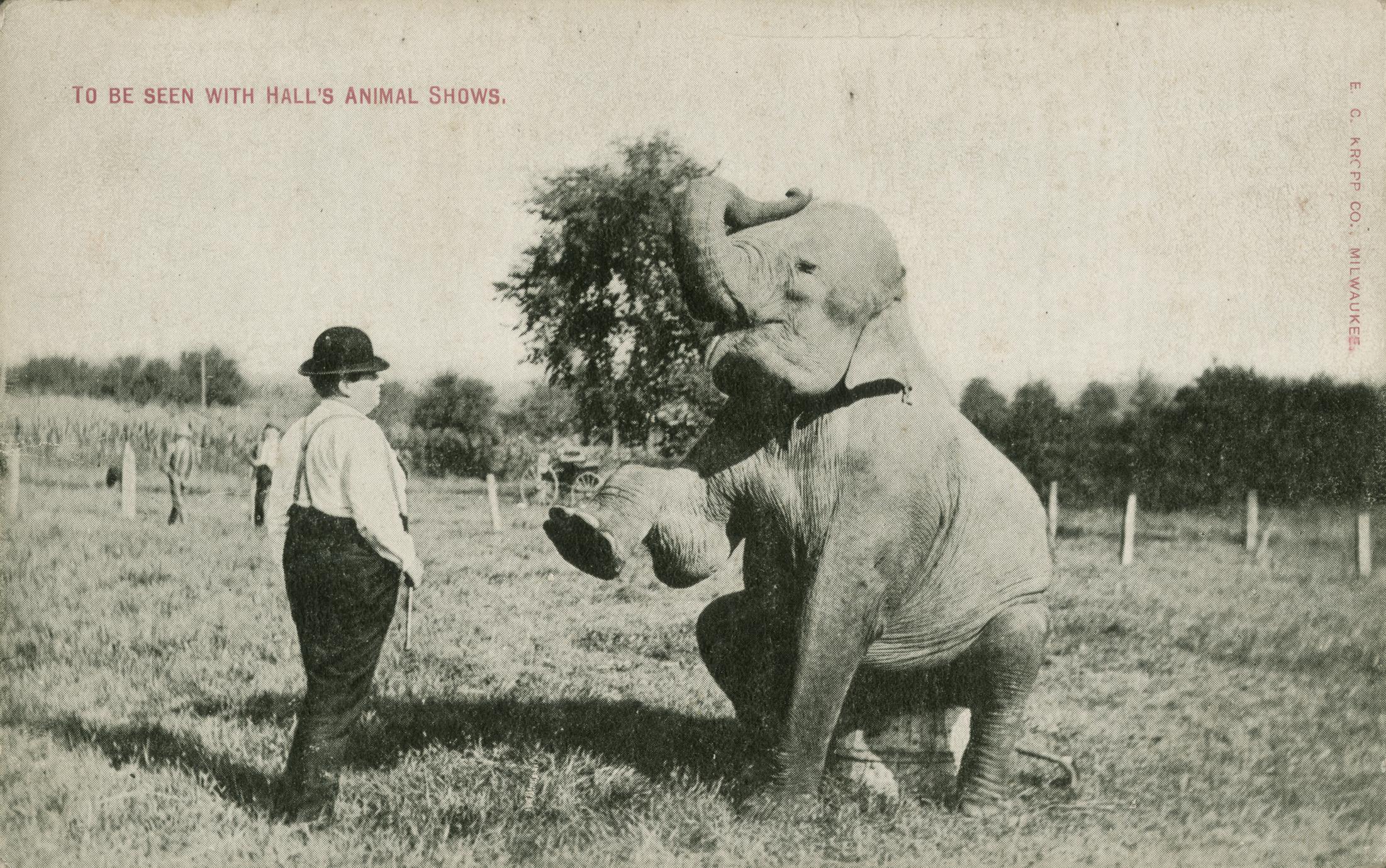 Circus elephant with trainer