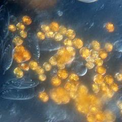 Zooxanthellae  with nematocysts of macerated pancake anemone tissue 60x objective DIC illumination