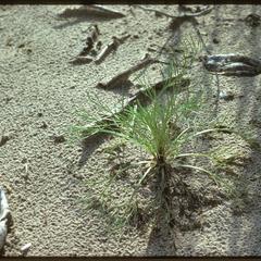 Artemisia caudata, first-year plant, Lake Michigan shore