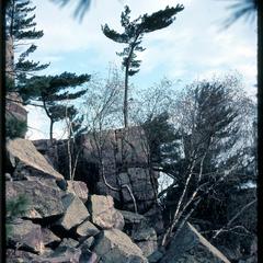 Small weather-plumed pine on rock, East bluff, Devil's Lake State Park
