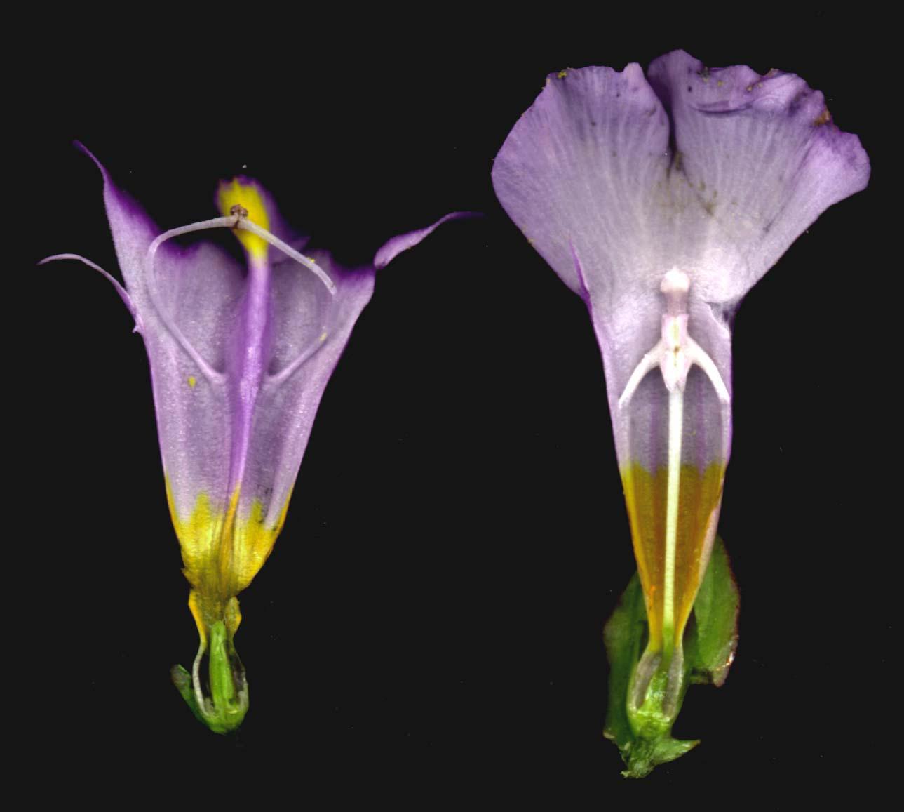Foral dissection of Torenia