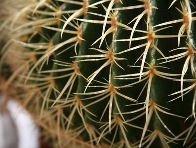 Detail of the spines of cactus
