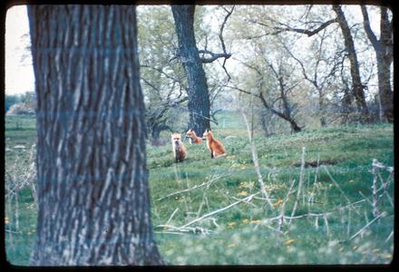 Fox kits in oak opening in spring