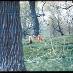 Fox kits in oak opening in spring