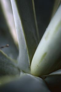 Leaves of an Agave species, west of Teloloapan