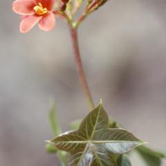 Close-up of flowers of a Jatropha species