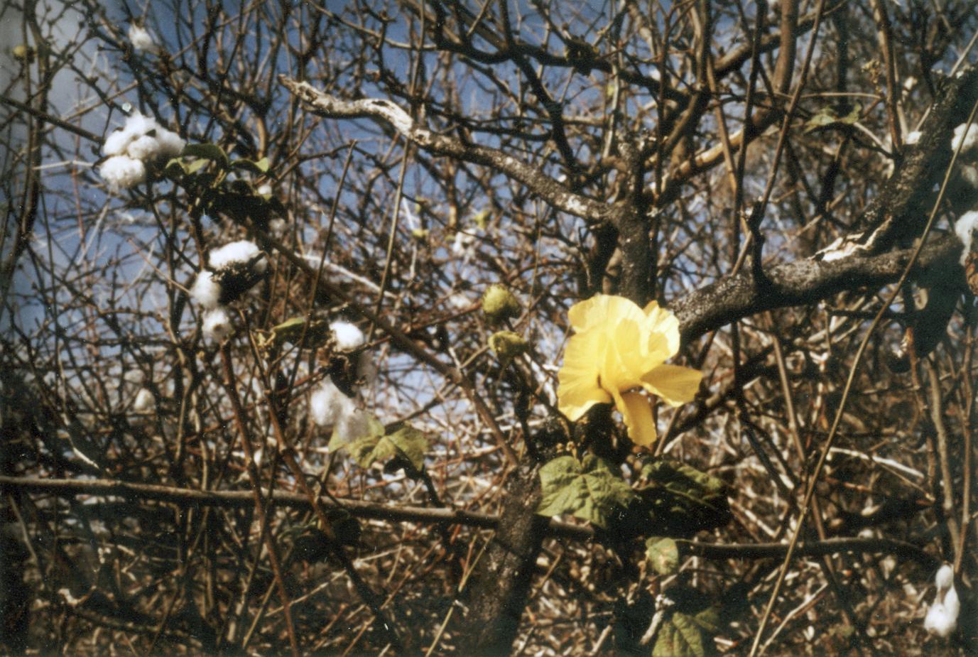 Galápagos Cotton (Gossypium darwinii)