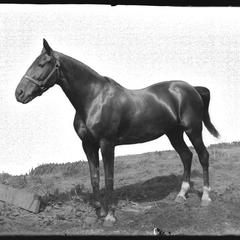 Horse "Beauty" - owned by C. E. Remer