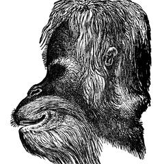 Orangutan Head Print