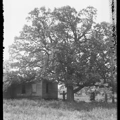 Oak at Upson farm - June