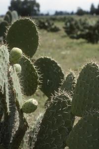 Plantation of edible cacti