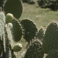 Plantation of edible cacti