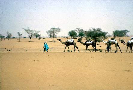 A Close-Up View of Camel Caravan