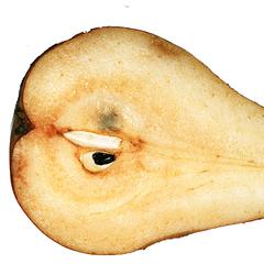 Longitudinal section of a pear