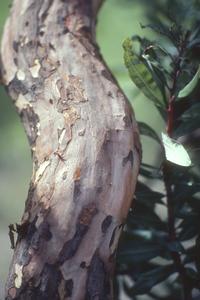 Patchy bark of Comarostaphylis