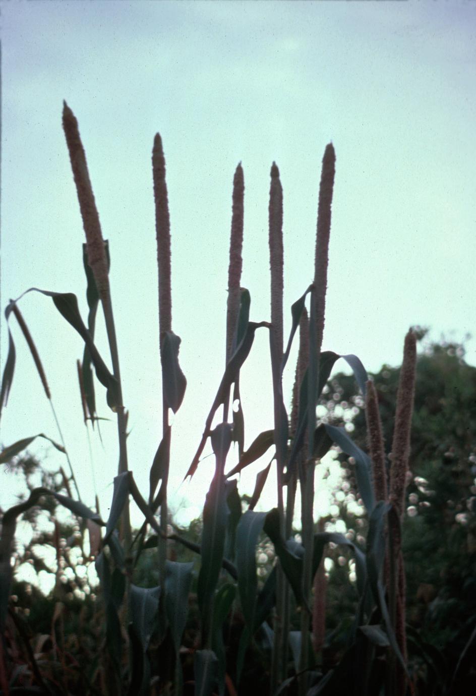 Millet Ready to Harvest