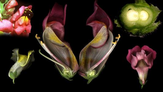 Snapdragon composite - flower with a bee, cross section of an ovary, two views of an intact flower and a longitudinal dissection