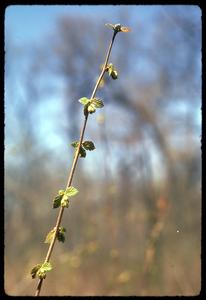 Branch with young hazelnut leaves, Madison School Forest