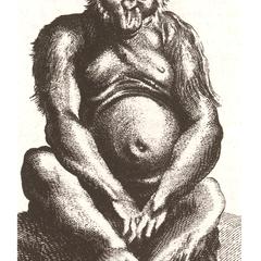 Orang-outang--Homo sylvestris