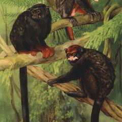 Tamarin labiatus (upper monkeys), Tamarin rufimanus (middle monkey), Tamarin pileatus (lower monkey)