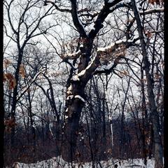 Open grown oak in winter, Madison School Forest