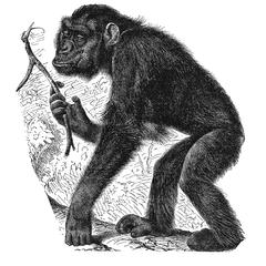 Juvenile Female Gorilla Print