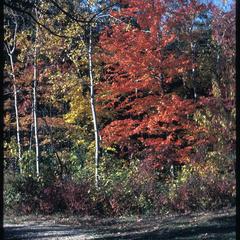 View of corner of northern dry mesic forest near Jackson Oak with aspen and red maple, University of Wisconsin–Madison Arboretum