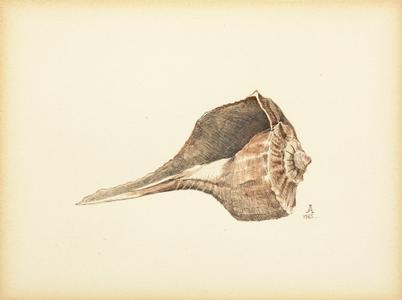 Untitled (sea shell)