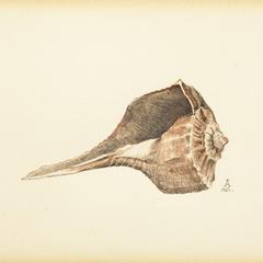 Untitled (sea shell)