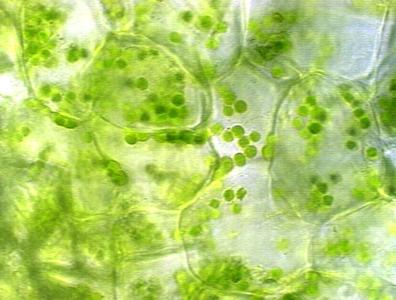 Tissue of green Jerusalem cherry fruit showing chloroplasts